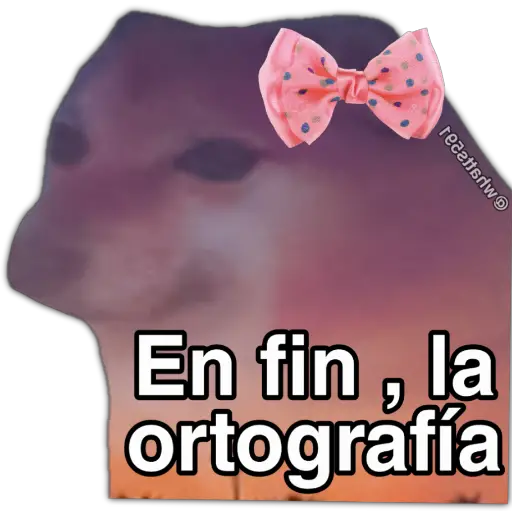Hipocresía Cheems 2.0 