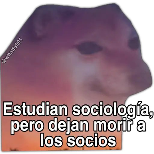 Hipocresía Cheems 2.0 
