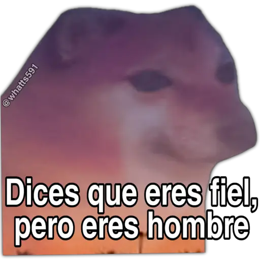 Hipocresía Cheems 