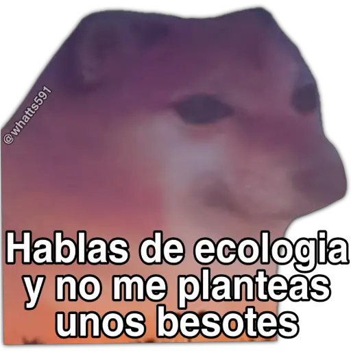 Hipocresía Cheems 