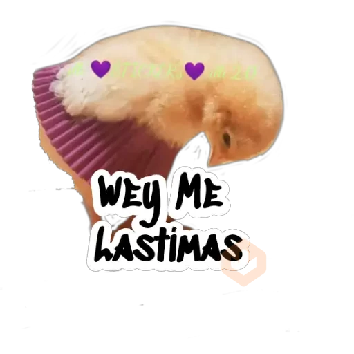 Random (Pollito) sticker 15