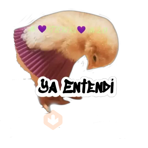 Random (Pollito) sticker 12