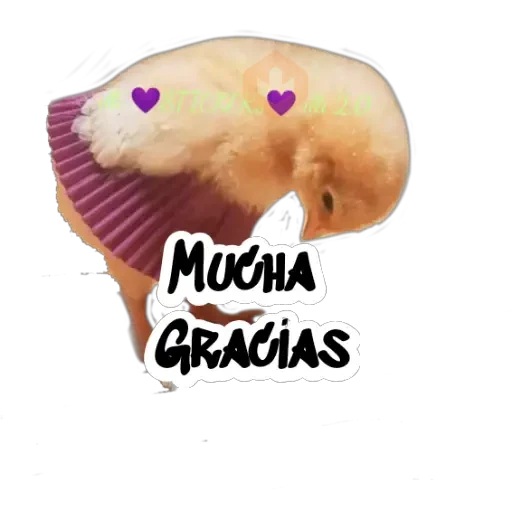 Random (Pollito) sticker 11