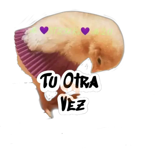 Random (Pollito) sticker 17