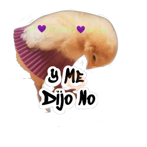 Random (Pollito) sticker 30