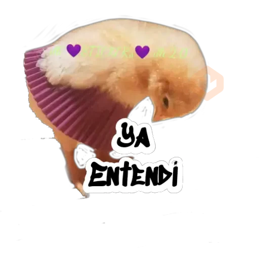 Random (Pollito) sticker 21
