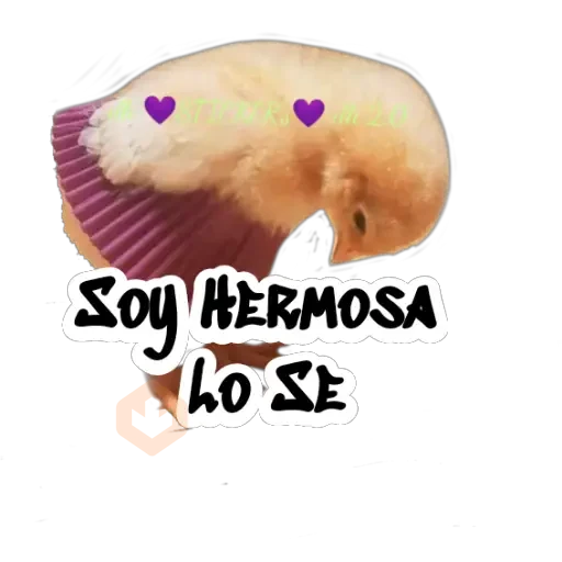 Random (Pollito) sticker 23