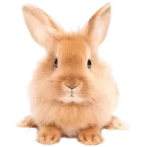 Pascua 