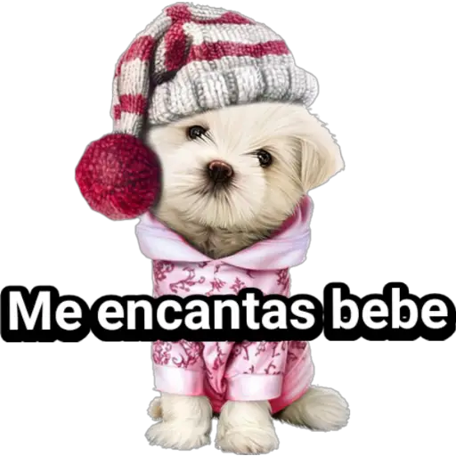 🐕🐩 Cachorros Tiernos 🐶🐾 