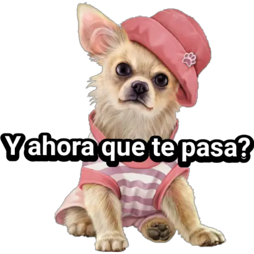 🐕🐩 Cachorros Tiernos 🐶🐾 