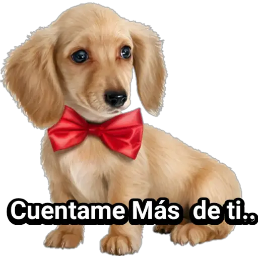 🐕🐩 Cachorros Tiernos 🐶🐾 