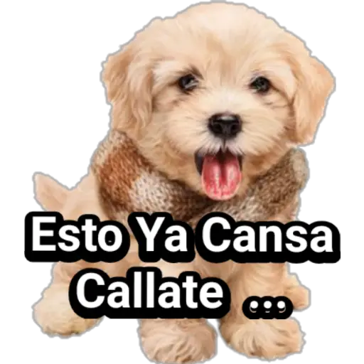 🐕🐩 Cachorros Tiernos 🐶🐾 