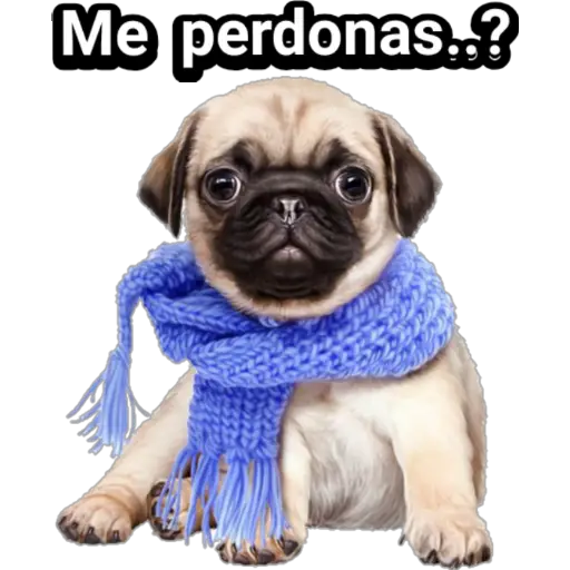 🐕🐩 Cachorros Tiernos 🐶🐾 