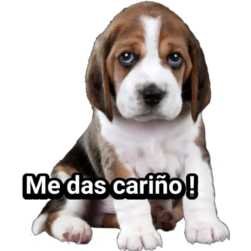 🐕🐩 Cachorros Tiernos 🐶🐾 