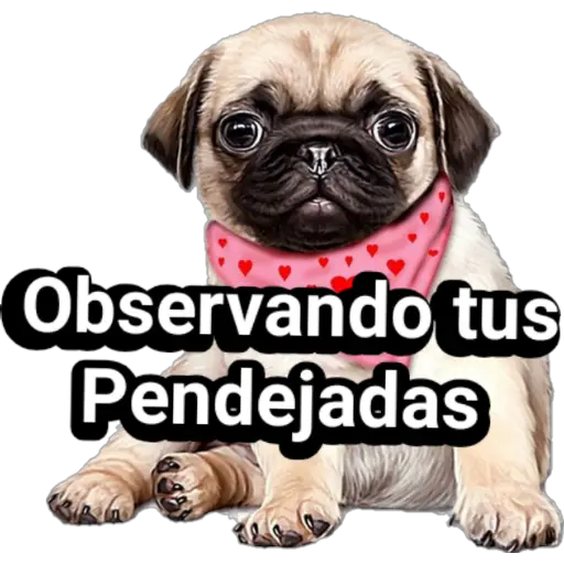 🐕🐩 Cachorros Tiernos 🐶🐾  preview