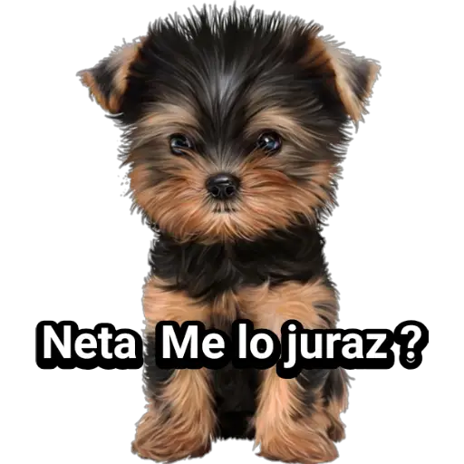 🐕🐩 Cachorros Tiernos 🐶🐾 