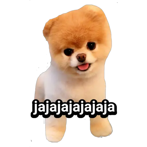 🐕🐩 Cachorros Tiernos 🐶🐾 