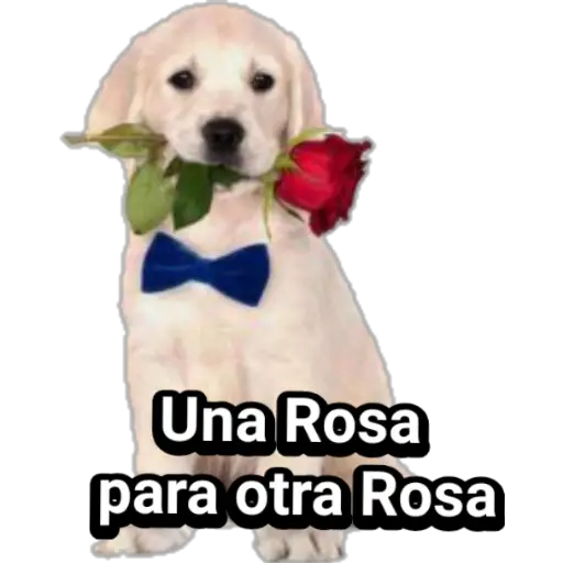 🐕🐩 Cachorros Tiernos 🐶🐾 