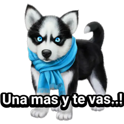 🐕🐩 Cachorros Tiernos 🐶🐾 