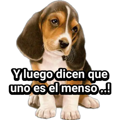 🐕🐩 Cachorros Tiernos 🐶🐾 