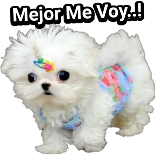 🐕🐩 Cachorros Tiernos 🐶🐾 