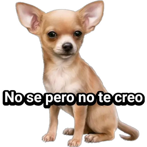 🐕🐩 Cachorros Tiernos 🐶🐾 