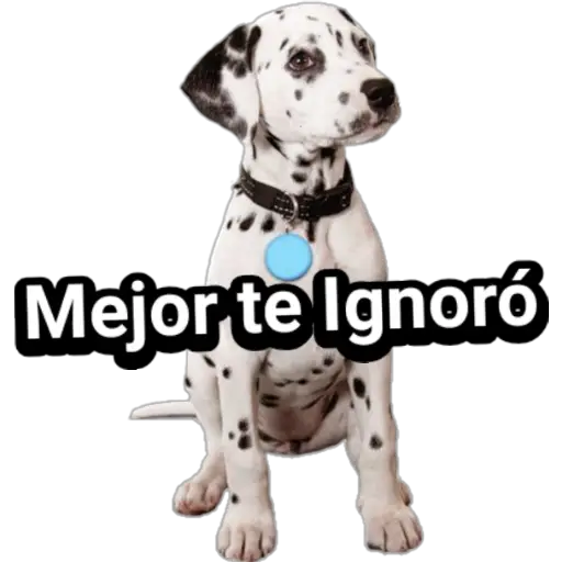 🐕🐩 Cachorros Tiernos 🐶🐾 