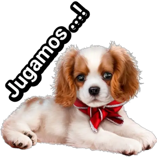 🐕🐩 Cachorros Tiernos 🐶🐾 
