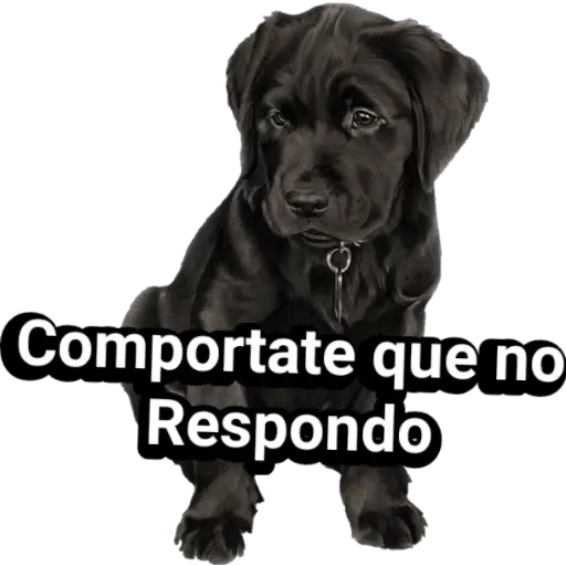 🐕🐩 Cachorros Tiernos 🐶🐾 
