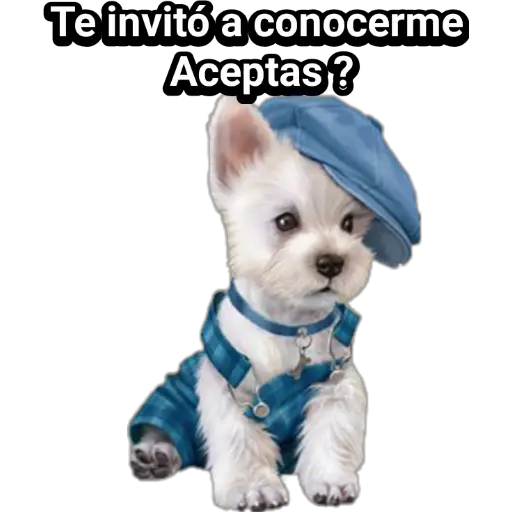 🐕🐩 Cachorros Tiernos 🐶🐾 