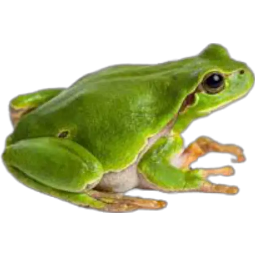 sapos y ranas para my jerrys♡♤ 