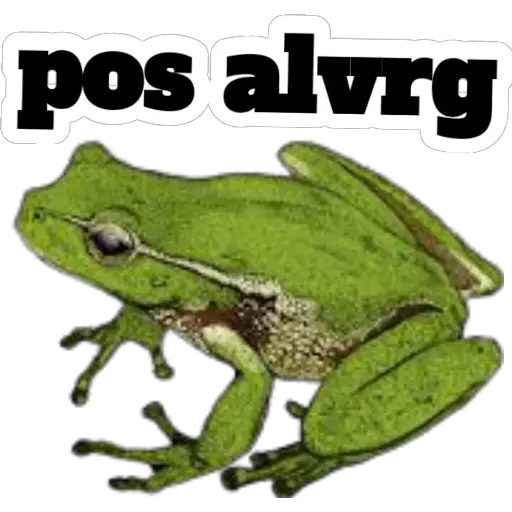 sapos y ranas para my jerrys♡♤ 
