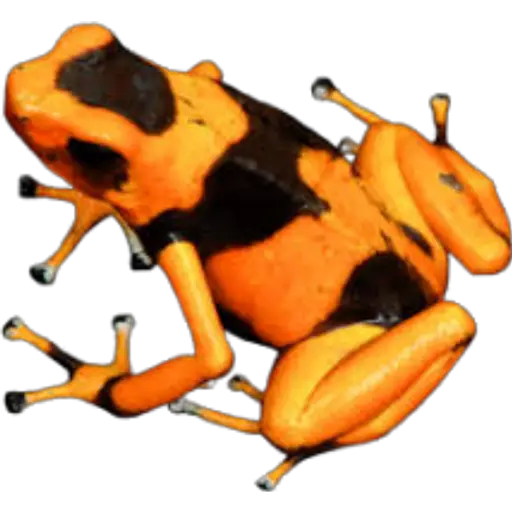 sapos y ranas para my jerrys♡♤ 