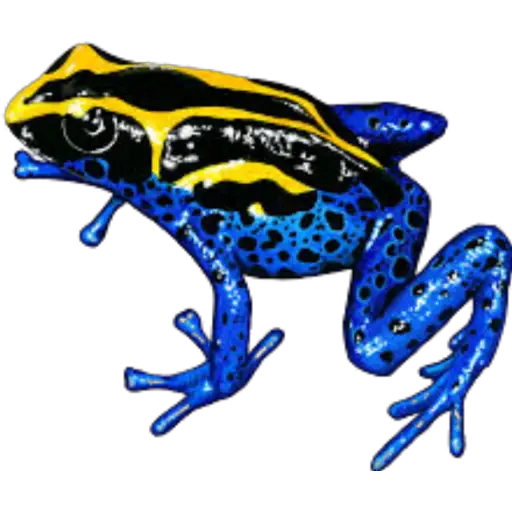sapos y ranas para my jerrys♡♤ 