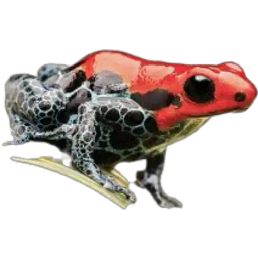 sapos y ranas para my jerrys♡♤ 