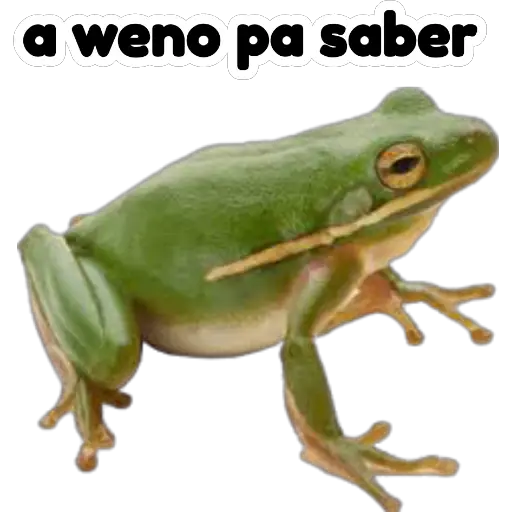 sapos y ranas para my jerrys♡♤ 