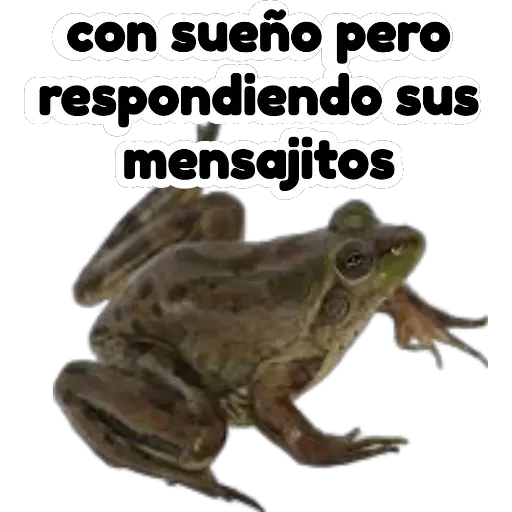 sapos y ranas para my jerrys♡♤ 