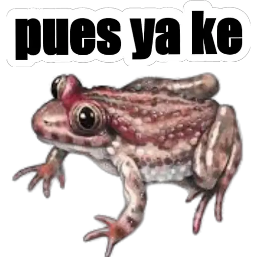 sapos y ranas para my jerrys♡♤ 