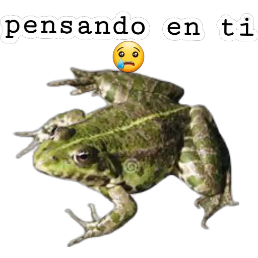 sapos y ranas para my jerrys♡♤ 