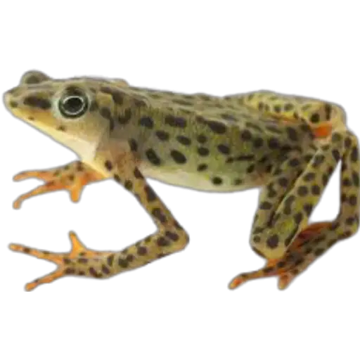 sapos y ranas para my jerrys♡♤ 