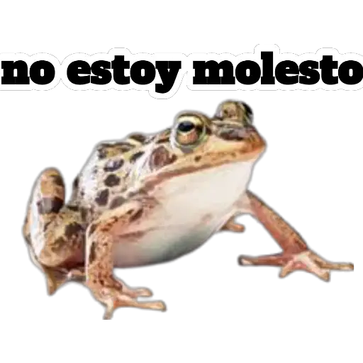 sapos y ranas para my jerrys♡♤ 