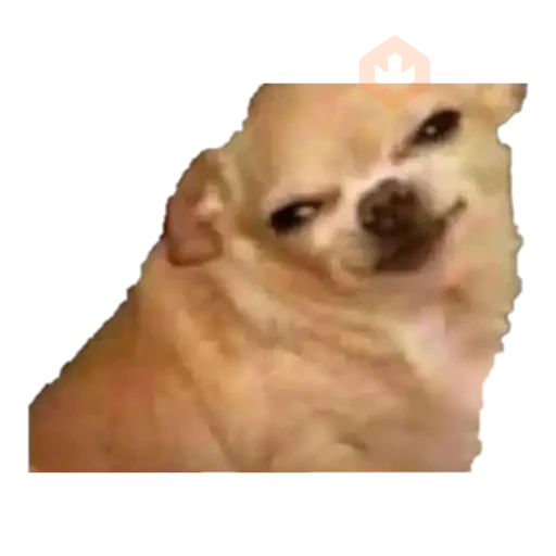 chihuahua sticker 12