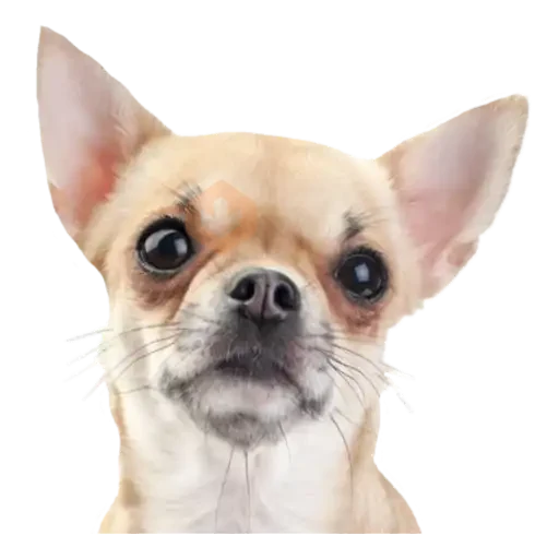 chihuahua sticker 19