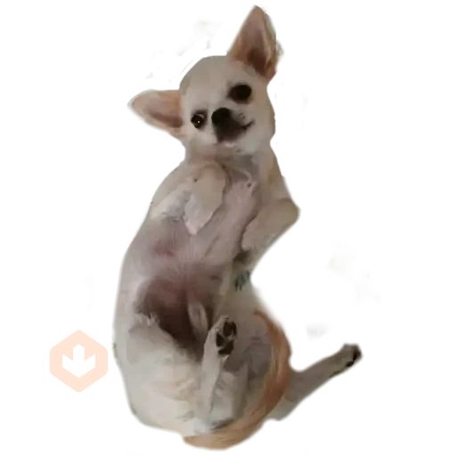 chihuahua sticker 29