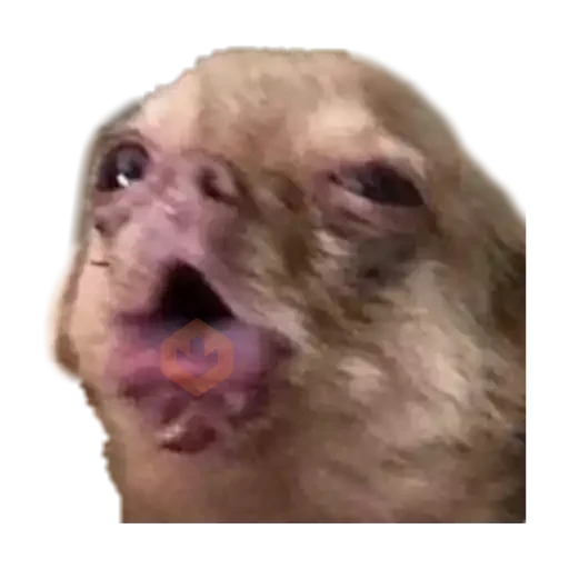 chihuahua sticker 26