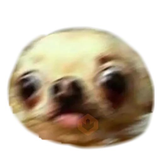 chihuahua sticker 14