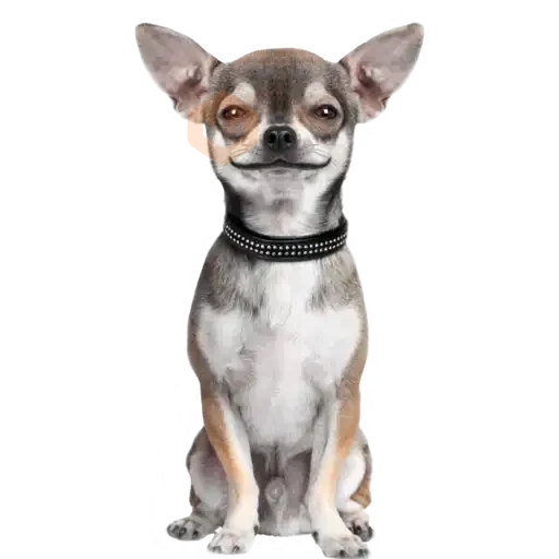chihuahua sticker 21