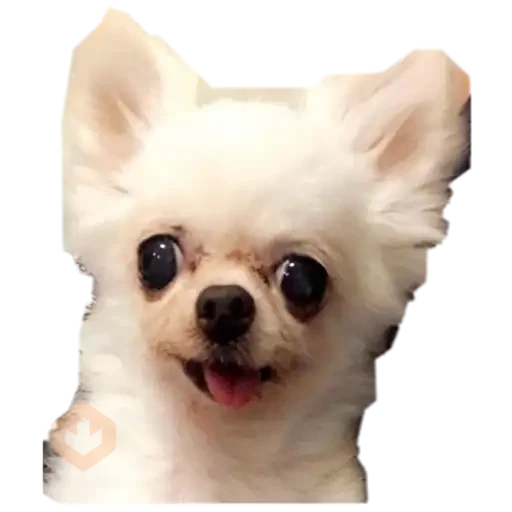chihuahua sticker 23