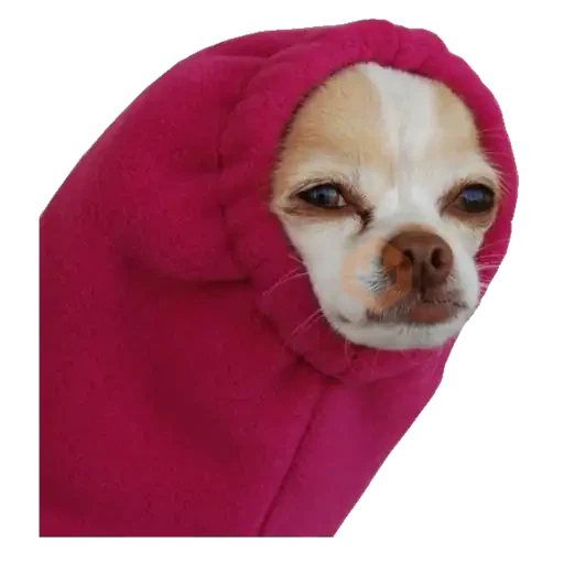 chihuahua sticker 28