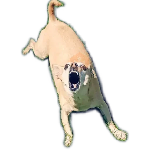 chihuahua sticker 15